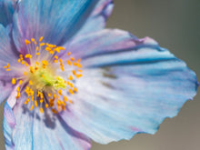 Load image into Gallery viewer, Monthly Phipps Membership